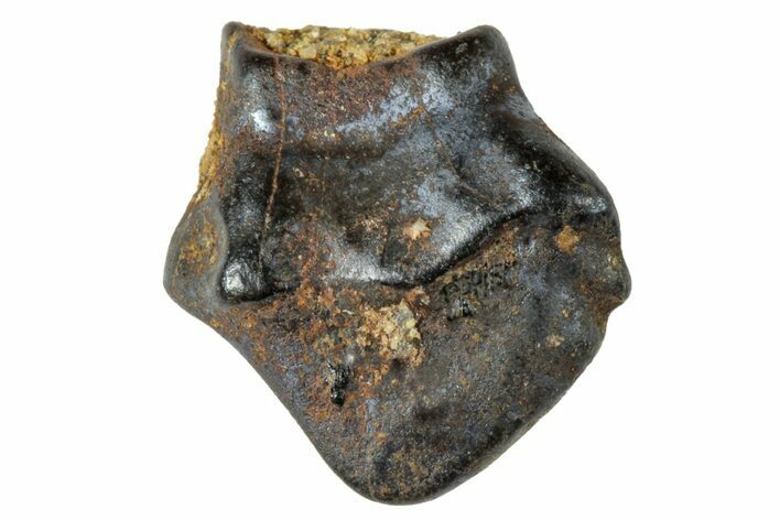 Fossil Nodosaur Tooth - Judith River Formation #263853